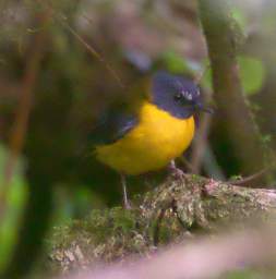 White Starred Robin