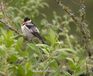 Pin Tailed Whydah