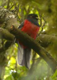 Bar Tailed Trogon