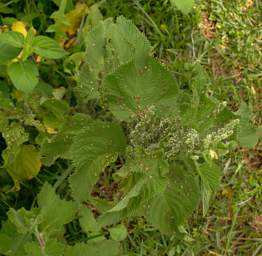  Nettle