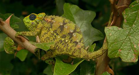  Flap Necked Chameleon