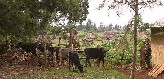  Cows Penned