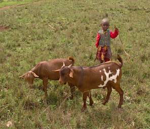  Boy Goat Herder
