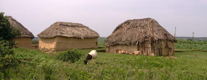  Iraw Houses Fields