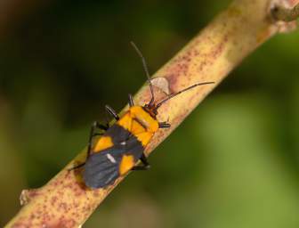  Milkweed Bug