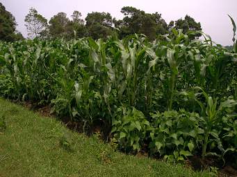  Companion Planting Corn Beans