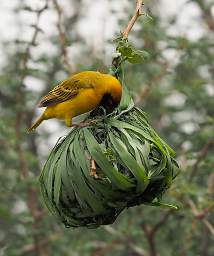 Vitelline Masked Weaver