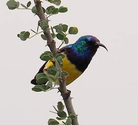 Variable Sunbird