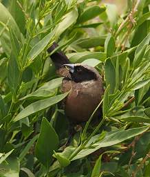 BlackFacedWaxbill