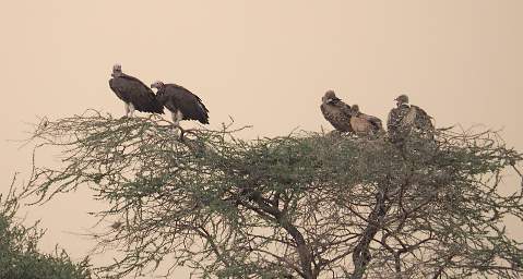 Vultures