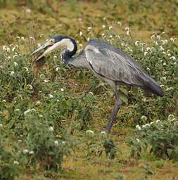 Black Headed Heron