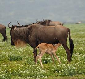 Wildebeest Calf