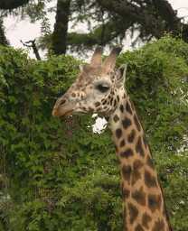 Giraffe near Mysigio Camp