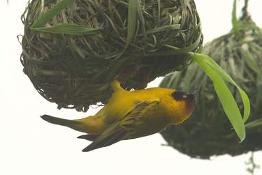 Vitelline Masked Weaver