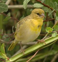 Xxx Vitelline Masked Weaver F