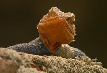 Red Headed Rock Agama