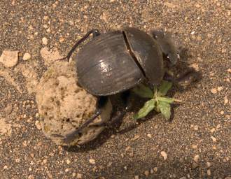 Dung Beetle