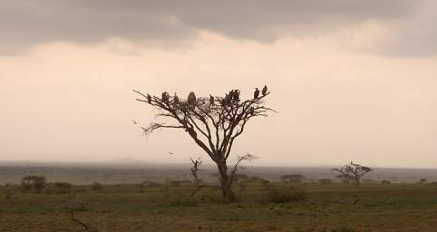 Oldupai Gorge Area