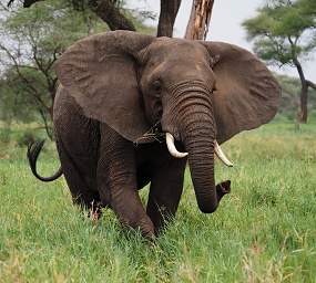 Tarangire NP Elephant