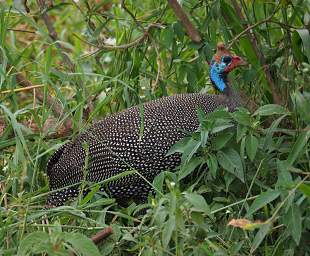 Helmeted Guineafowl