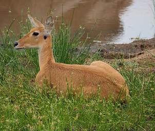 Tarangire NP Reedbuck F