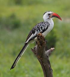 Tarangire NP Bird Red Billed Hornbill