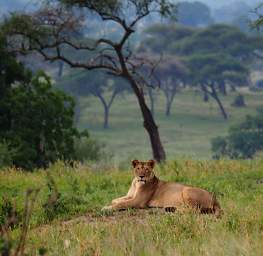 Tarangire NP Lioness