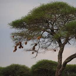 Tarangire NP Bird Weaver Nests