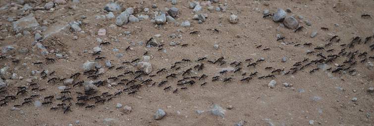 Tarangire NP Army Ants