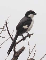 Long Tailed Fiscal Shrike