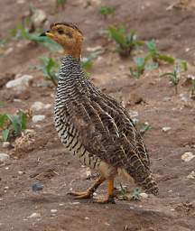 Tarangire NP Bird Coqui Frankolin