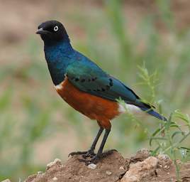 Superb Starling