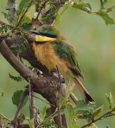 Tarangire NP Bird Little Bee Eater