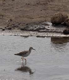 Tarangire NP Bird Wood Sandpiper