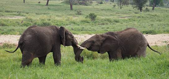 Tarangire NP Elephants Sparring