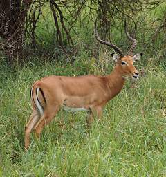 Tarangire NP Impala