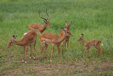 Tarangire NP Impala WHarem