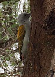 Tarangire NP Bird Grey Woodpecker