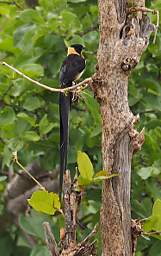 Tarangire NP Bird Eastern Paradise Whydah