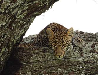 Tarangire NP Leopard