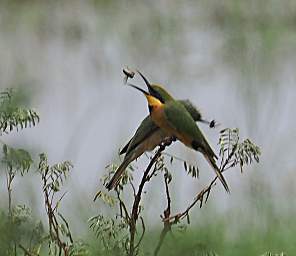 Tarangire NP Bird Little Bee Eater