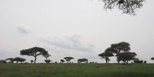 Tarangire NP