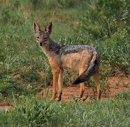 Tarangire NP Black Backed Jackal