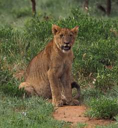 Tarangire NP Lion Kid