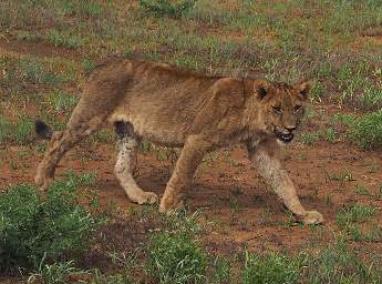 Tarangire NP Lion Kid