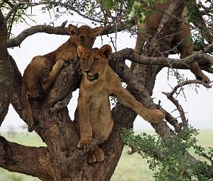 Tarangire NP Lion Cub