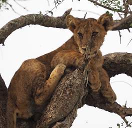 Tarangire NP Lion Cub