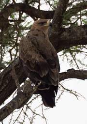 Tarangire NP Bird Tawny Eagle