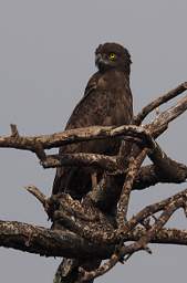 Tarangire NP Bird Xxx Eagle