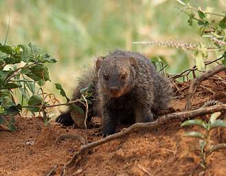 Tarangire NP Slender Mongoose